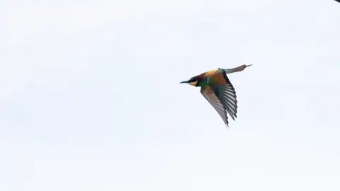 A European bee-eater in flight against a pale sky
