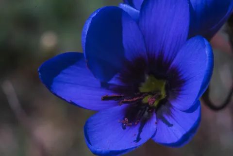A deep blue flower with dark centre, close up