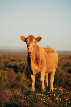 A tan cow standing in flowering veld looking at the camera