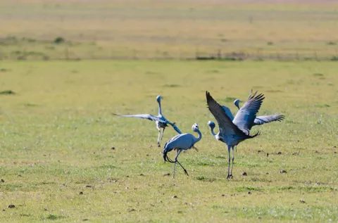 Two blue cranes with wings raised in a display on green pasture