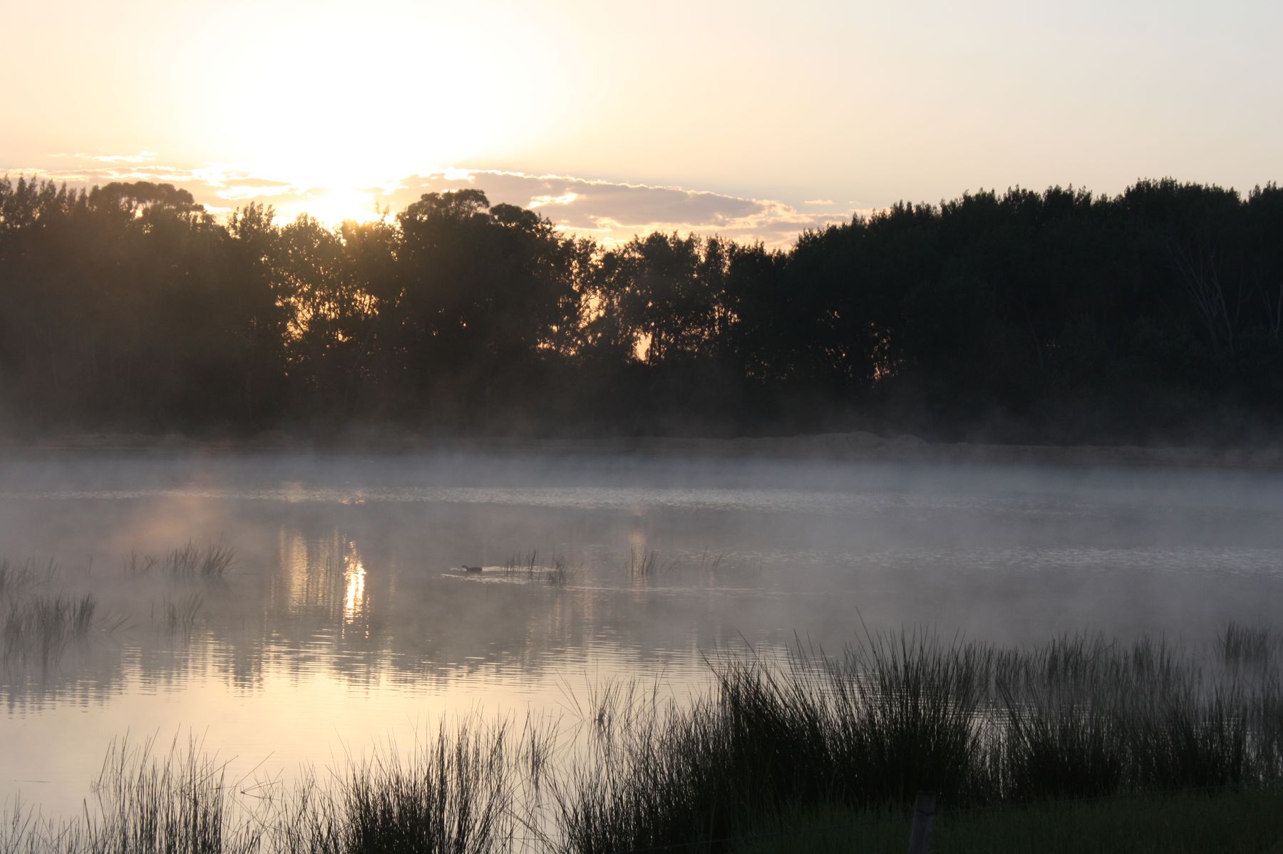 Mist over a farm dam at dawn with trees reflected