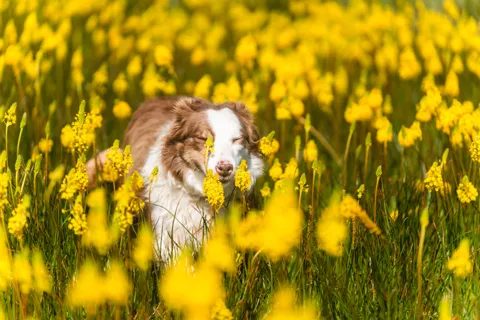 A farm dog lying in yellow flowers