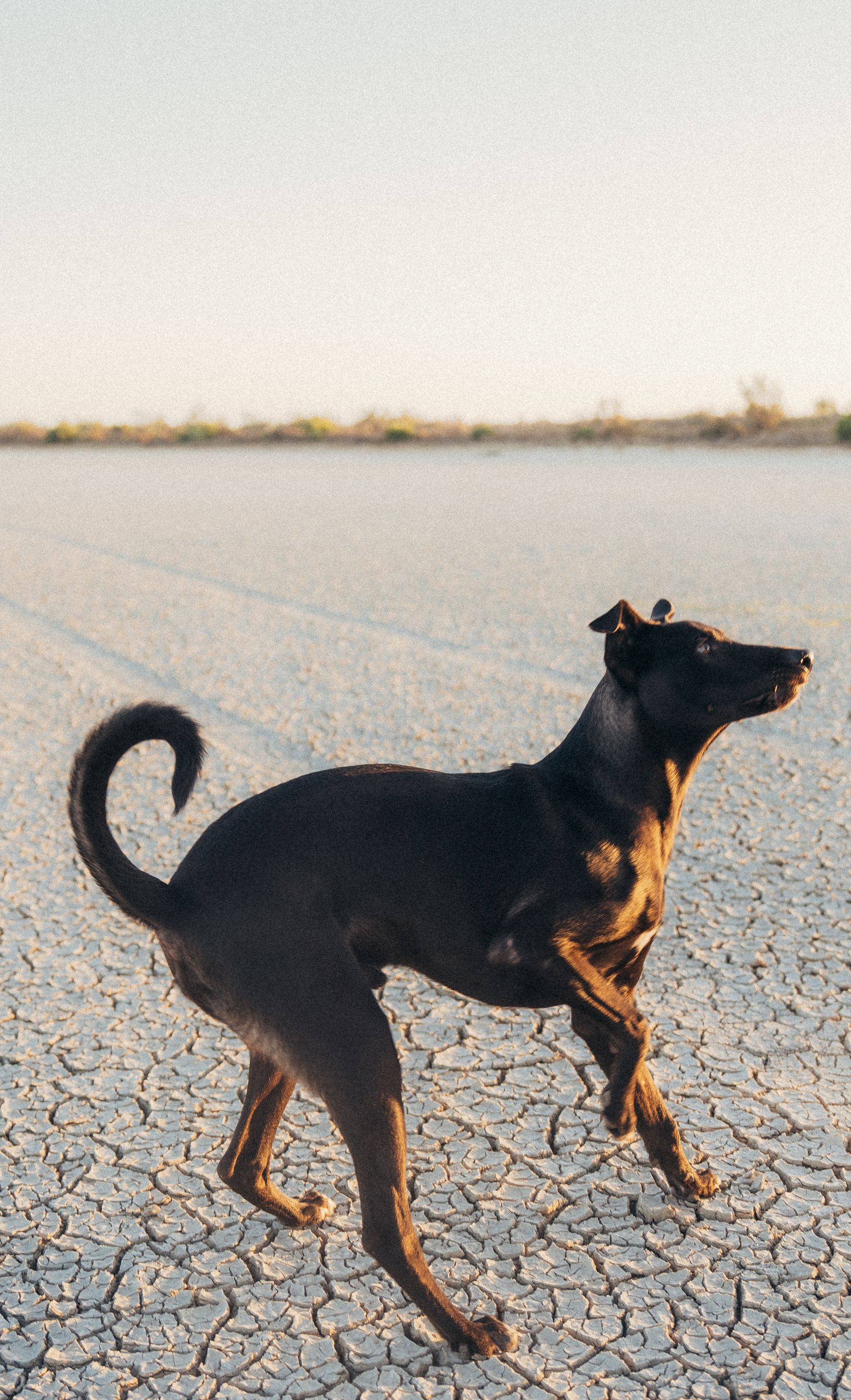 A dog running on a dry cracked pan