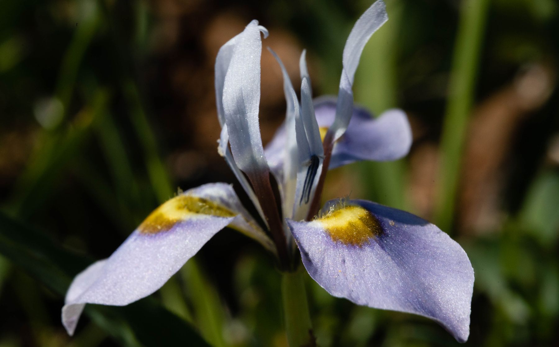 A pale blue iris-like flower with yellow markings