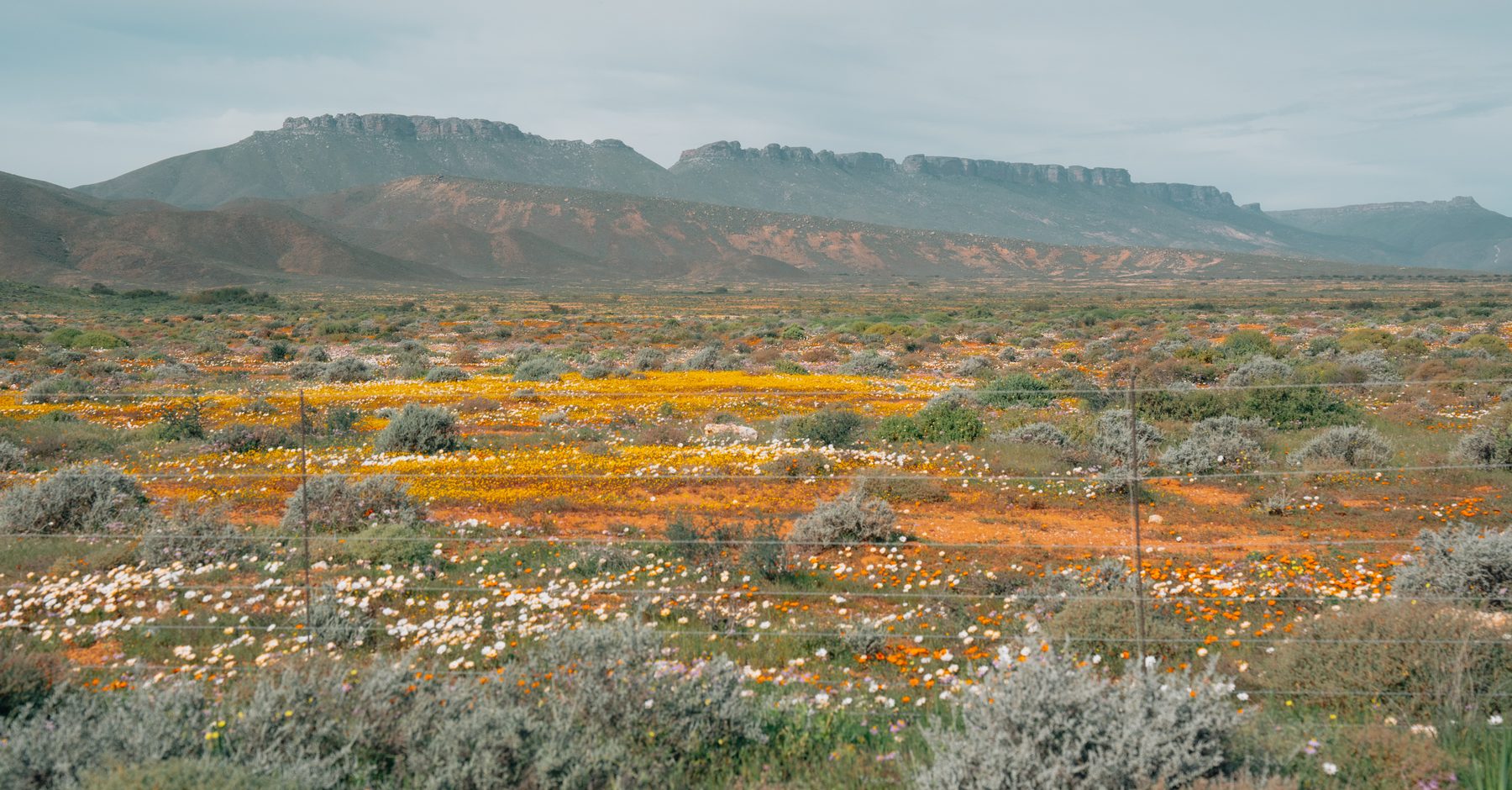 A wide plain of flowers under a soft sky