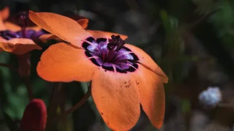 An orange iris-like flower with purple centre, close up