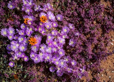 A carpet of purple flowers