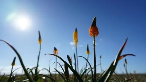 Upright yellow and orange flower spikes against a blue sky