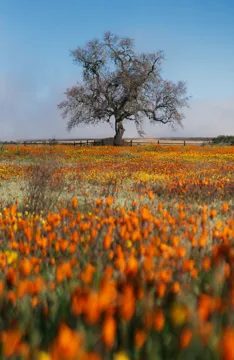 A lone tree in a field of orange flowers