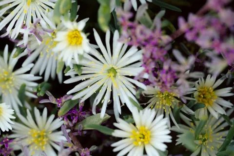 White daisy-like flowers with yellow centres in a carpet