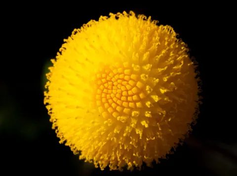 A round yellow flower head, close up