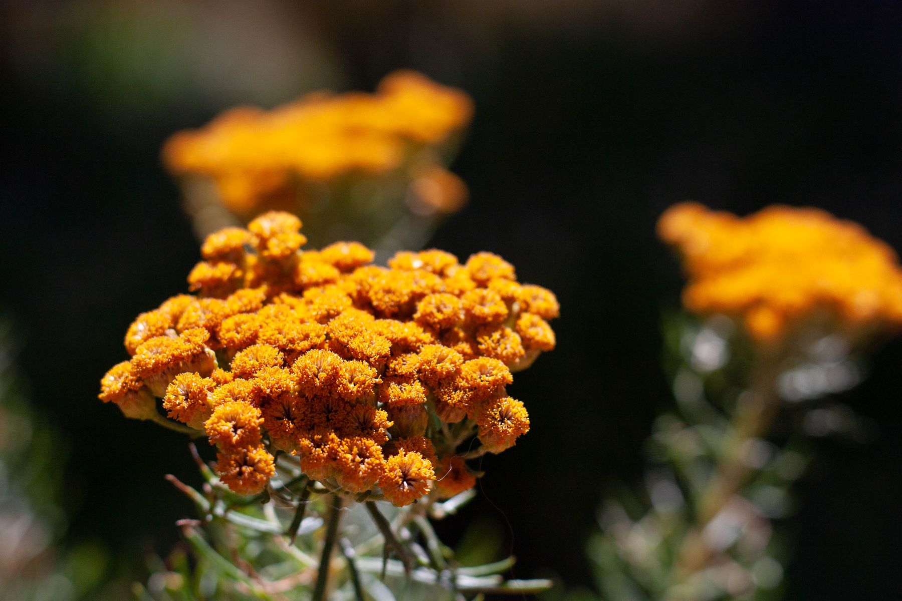 Clusters of small yellow flowers on grey-green stems