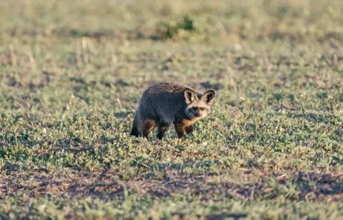 A bat-eared fox standing in low green veld, large ears up