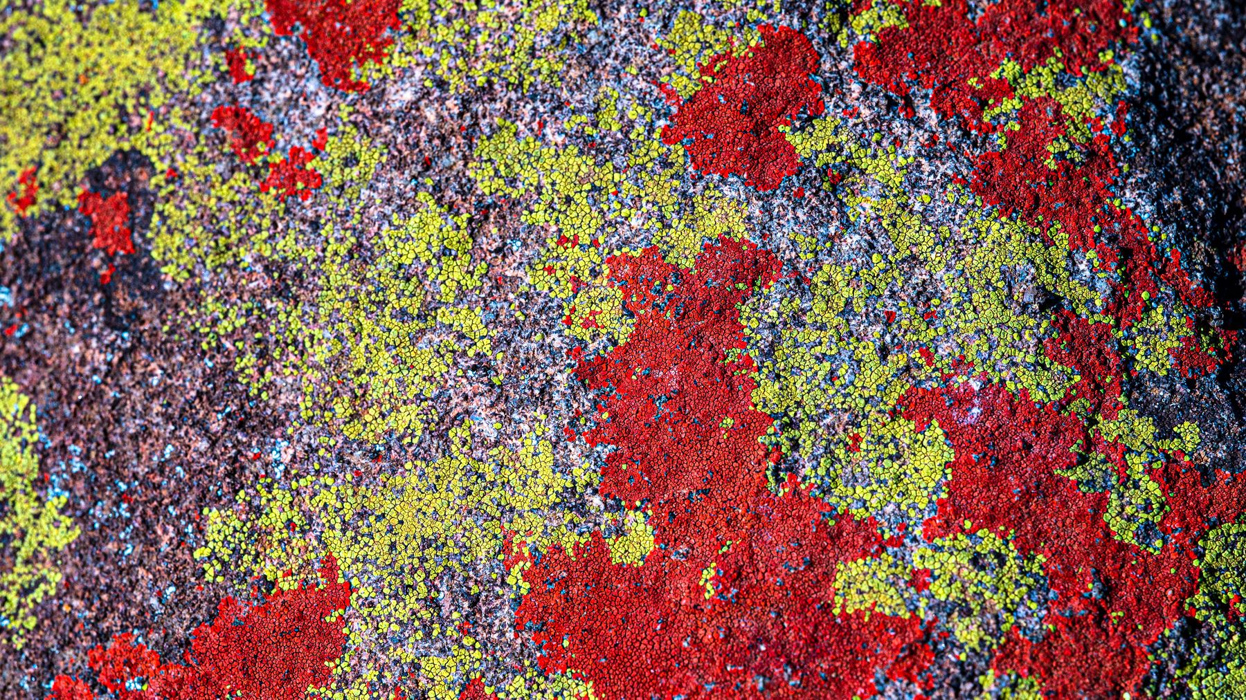 Red and yellow lichen on rock, close up