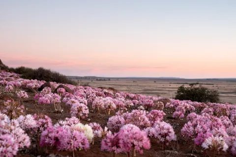 A field of pink Brunsvigia flower heads at dusk under a pale sky