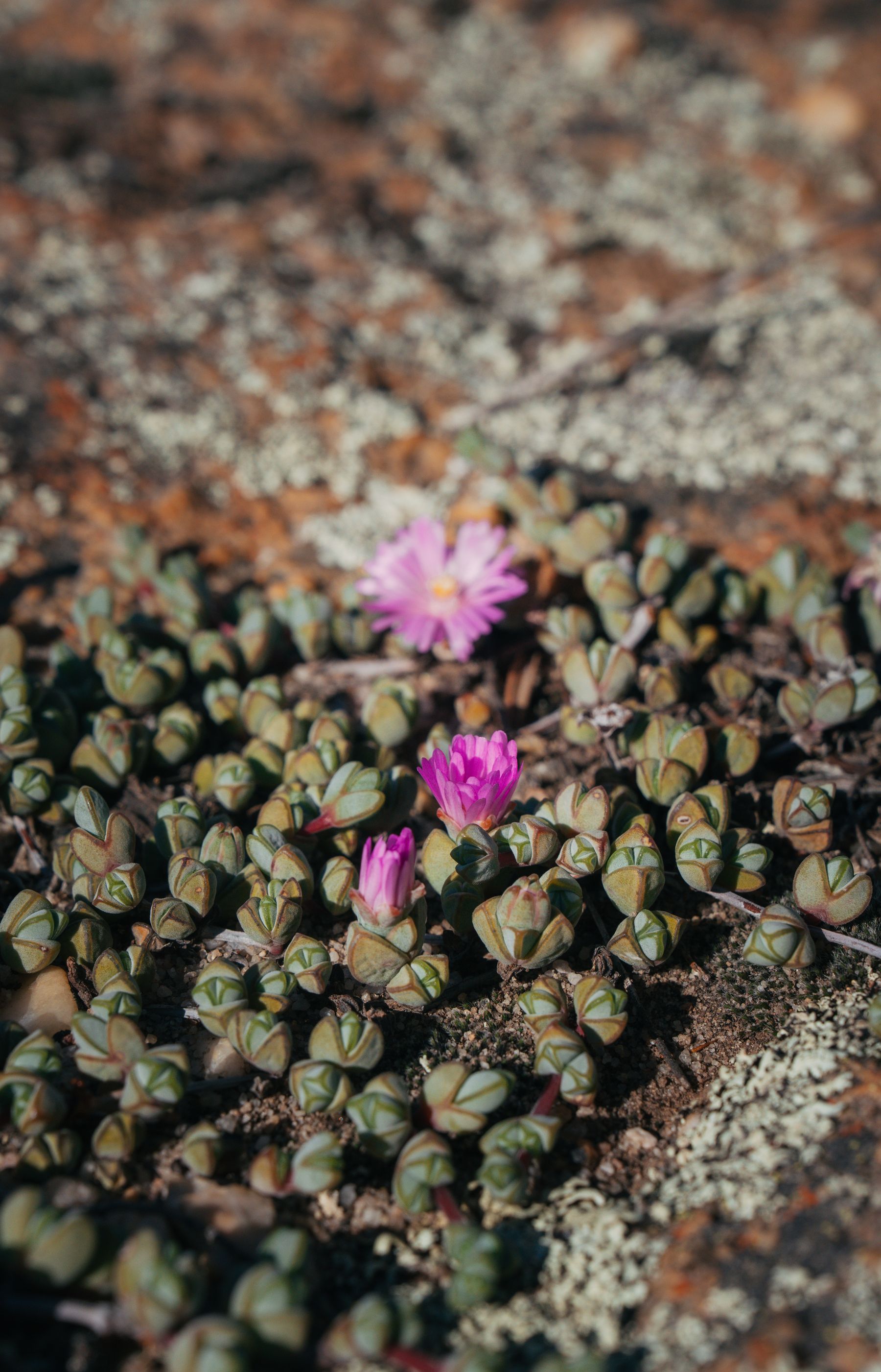 Small succulent plants and a pink flower among white quartz pebbles