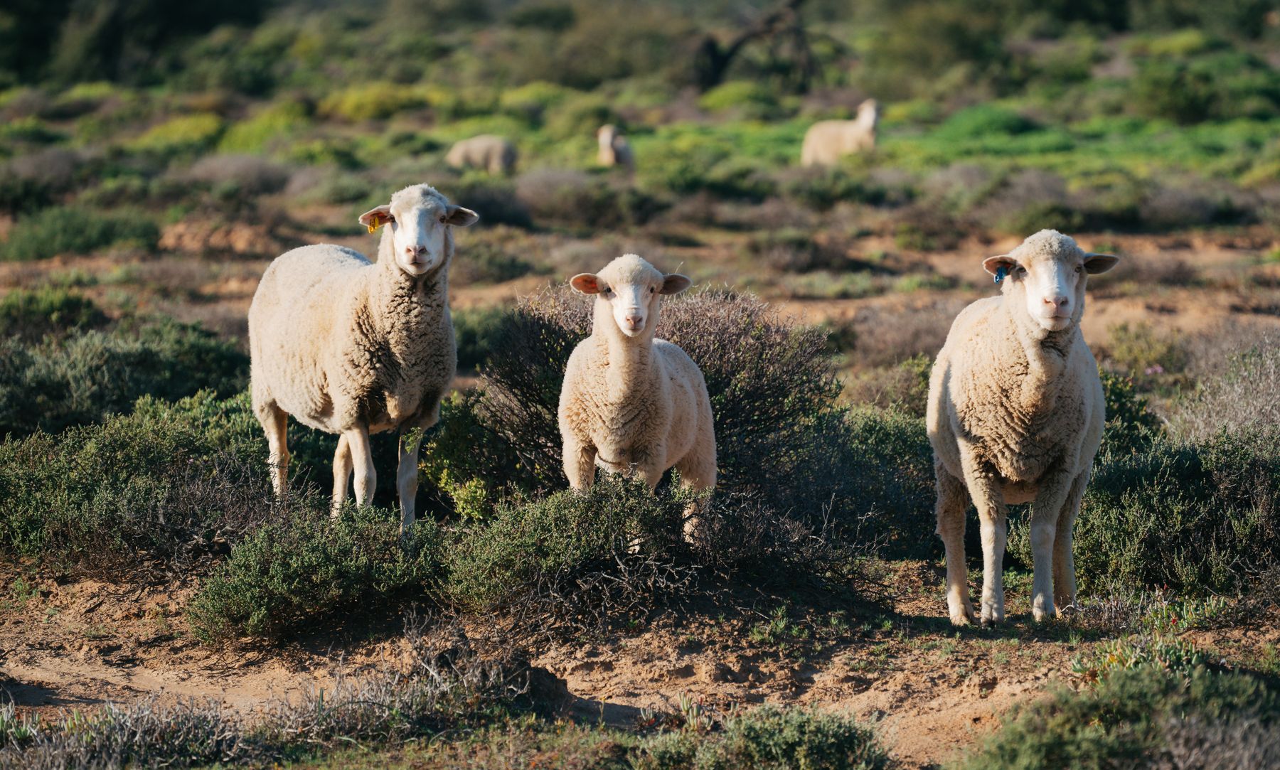Sheep standing among low bushes and flowers in the Karoo veld